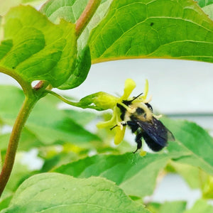 Dwarfbush Honeysuckle (Diervilla lonicera)