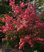 Load image into Gallery viewer, Eastern Wahoo (Euonymus atropurpureus)
