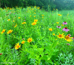 Load image into Gallery viewer, False Sunflower (Heliopsis helianthoides)
