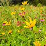 Load image into Gallery viewer, False Sunflower (Heliopsis helianthoides)
