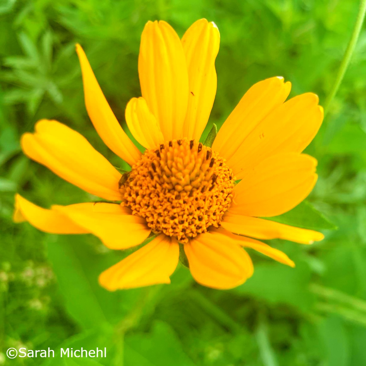 False Sunflower (Heliopsis helianthoides)