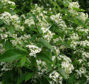 Gray Dogwood (Cornus racemosa)