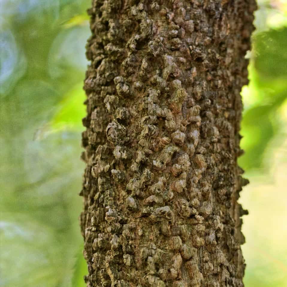 Hackberry (Celtis occidentalis)