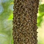 Load image into Gallery viewer, Hackberry (Celtis occidentalis)
