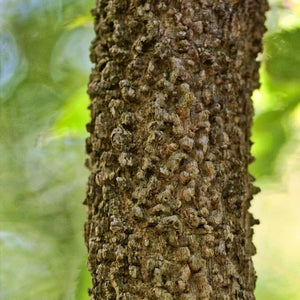 Hackberry (Celtis occidentalis)