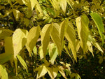 Load image into Gallery viewer, Hackberry (Celtis occidentalis)
