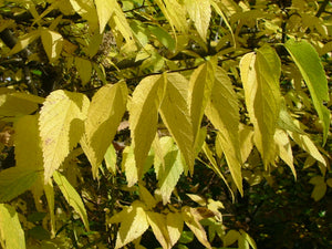 Hackberry (Celtis occidentalis)