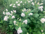 Load image into Gallery viewer, New Jersey Tea (Ceanothus americanus)

