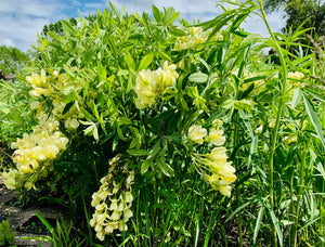 Cream Wild Indigo (Baptisia leucophaea)