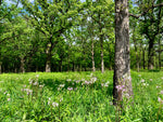 Load image into Gallery viewer, Shooting Star (Dodecatheon meadia)
