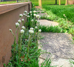 Load image into Gallery viewer, Pussytoes (Antennaria plantaginifolia)
