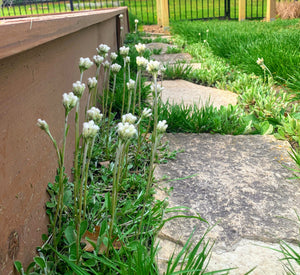 Pussytoes (Antennaria plantaginifolia)