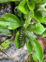 Load image into Gallery viewer, Pussytoes (Antennaria plantaginifolia)
