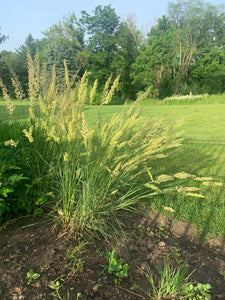 June Grass (Koeleria macrantha)