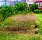 Load image into Gallery viewer, Purple Love Grass (Eragrostis spectabilis)
