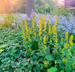 Load image into Gallery viewer, Broad-Leaved (Zigzag) Goldenrod (Solidago flexicaulis)
