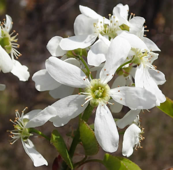 Inland Serviceberry (Amelanchier interior)