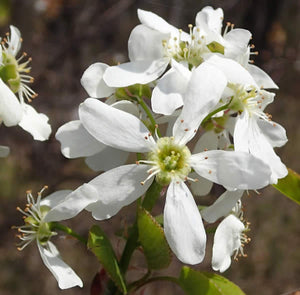 Inland Serviceberry (Amelanchier interior)