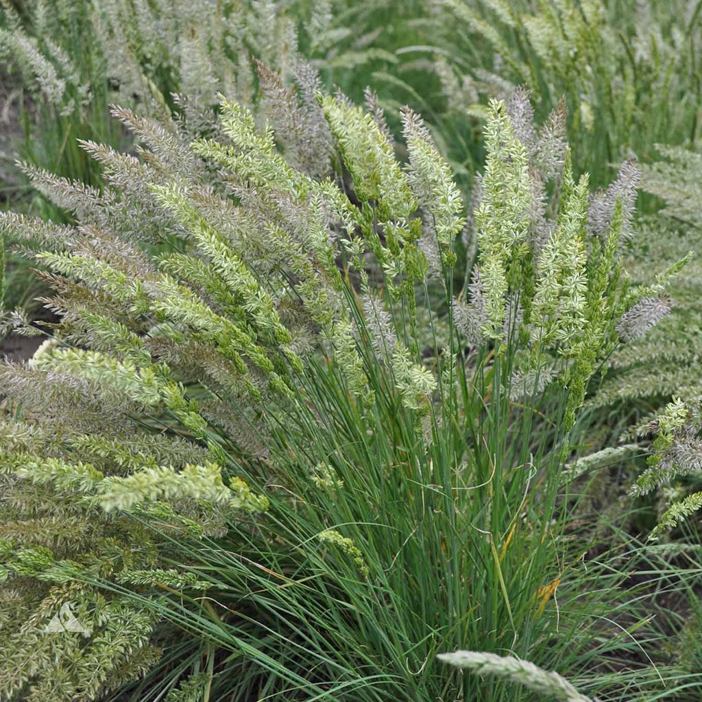 June Grass (Koeleria macrantha)