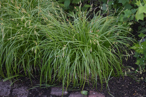 Long-Beaked Sedge (Carex sprengelii)