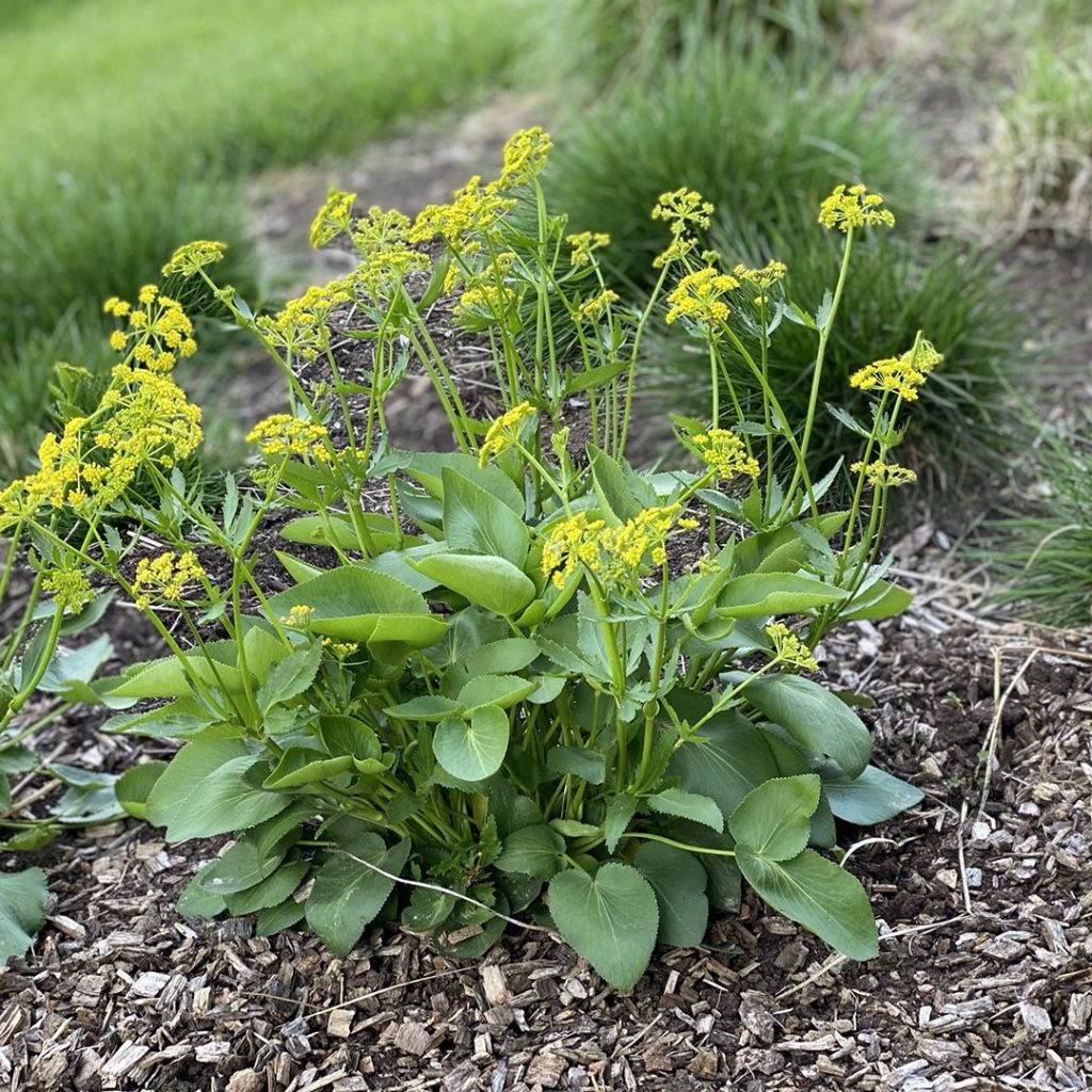 Heart-leaved Golden Alexander (Zizia aptera)