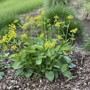 Heart-leaved Golden Alexander (Zizia aptera)