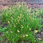 Load image into Gallery viewer, Pennsylvania Sedge (Carex pensylvanica)
