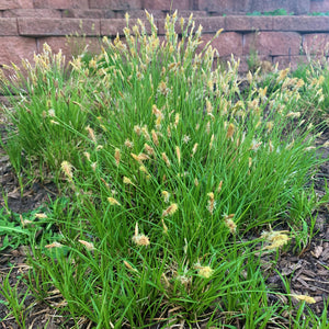 Pennsylvania Sedge (Carex pensylvanica)