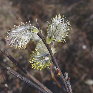 Prairie Willow (Salix humilis)