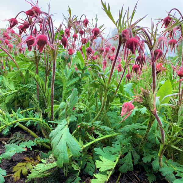 Prairie Smoke (Geum triflorum) – The Land Conservancy of McHenry County ...