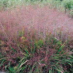 Load image into Gallery viewer, Purple Love Grass (Eragrostis spectabilis)
