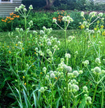Load image into Gallery viewer, Sun Garden Kit: Pocket Prairie!

