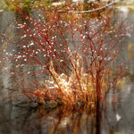 Load image into Gallery viewer, Red-Osier Dogwood (Cornus sericea)
