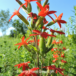 Load image into Gallery viewer, Royal Catchfly (Silene regia)
