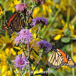 Load image into Gallery viewer, Savanna Blazing Star (Liatris scariosa var. nieuwlandii)
