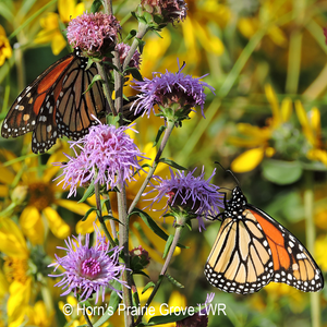 Savanna Blazing Star (Liatris scariosa var. nieuwlandii)