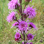 Load image into Gallery viewer, Savanna Blazing Star (Liatris scariosa var. nieuwlandii)
