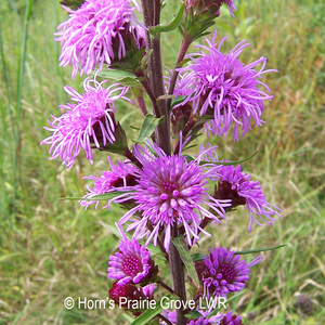 Savanna Blazing Star (Liatris scariosa var. nieuwlandii)
