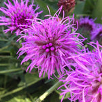 Load image into Gallery viewer, Savanna Blazing Star (Liatris scariosa var. nieuwlandii)
