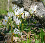Load image into Gallery viewer, Shooting Star (Dodecatheon meadia)
