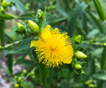 Load image into Gallery viewer, Shrubby St. John's Wort (Hypericum prolificum) 3 Gallon
