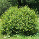 Load image into Gallery viewer, Shrubby St. John's Wort (Hypericum prolificum) 3 Gallon
