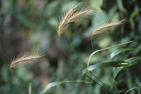 Silky Wild Rye (Elymus villosus)
