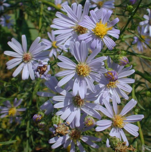 Sky-blue Aster (Symphyotrichum oolentangiense)