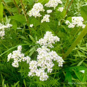 Slender Mountain Mint (Pycnanthemum tenuifolium)