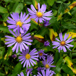 Smooth Blue Aster (Symphyotrichum laeve)