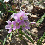 Load image into Gallery viewer, Spring Beauty (Claytonia virginica)
