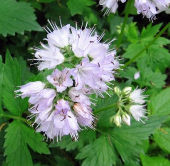 Virginia Waterleaf (Hydrophyllum virginianum)