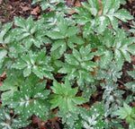 Load image into Gallery viewer, Virginia Waterleaf (Hydrophyllum virginianum)
