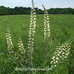 Load image into Gallery viewer, White Wild Indigo (Baptisia lactea)
